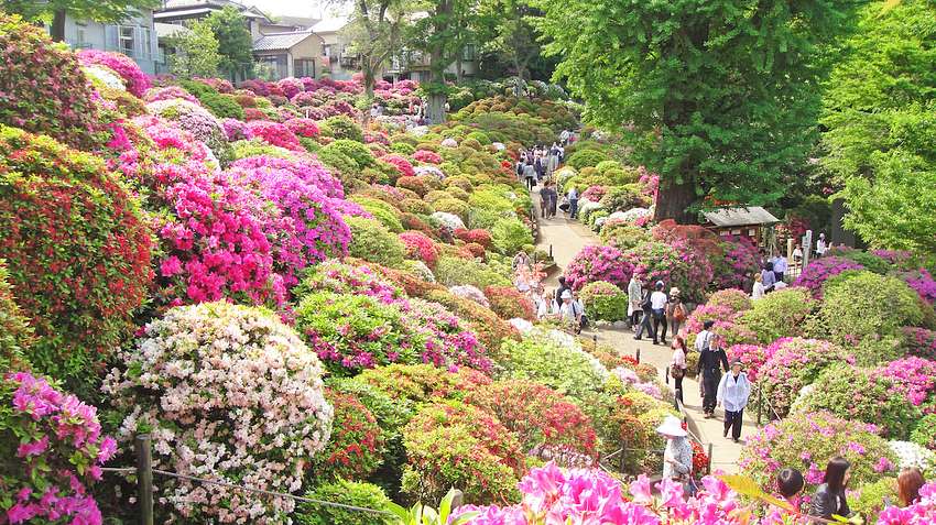 Bunkyo Azalea Festival at Nezu Shrine photo