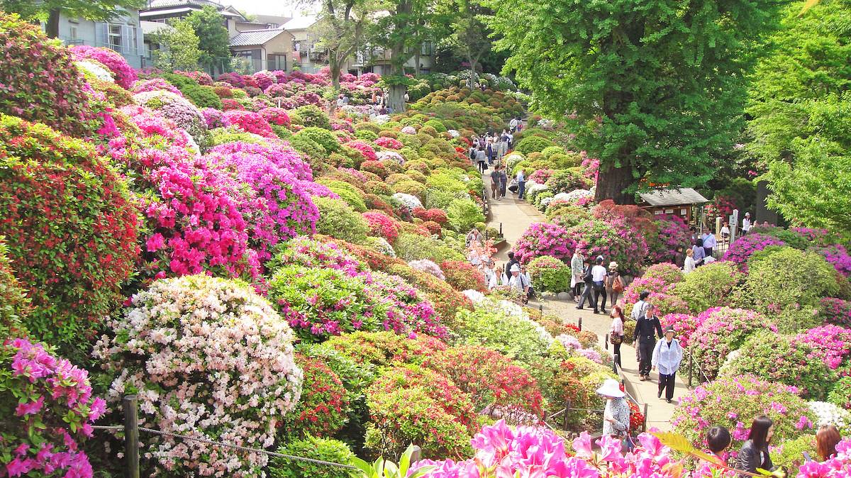 Bunkyo Azalea Festival at Nezu Shrine photo