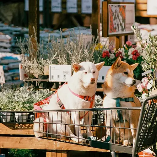 7-Day Itinerary With Your Pet: Is Japan Pet Friendly? photo