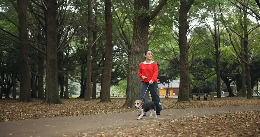 7-Day Itinerary With Your Dog: Is Japan Dog Friendly?  photo