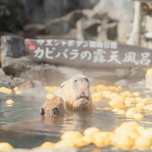 Capybara Onsen photo