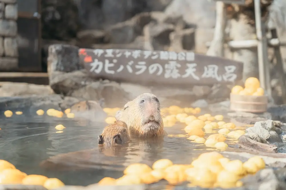 Capybara Onsen photo