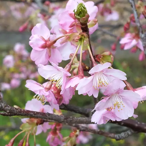 Atami Plum Garden photo