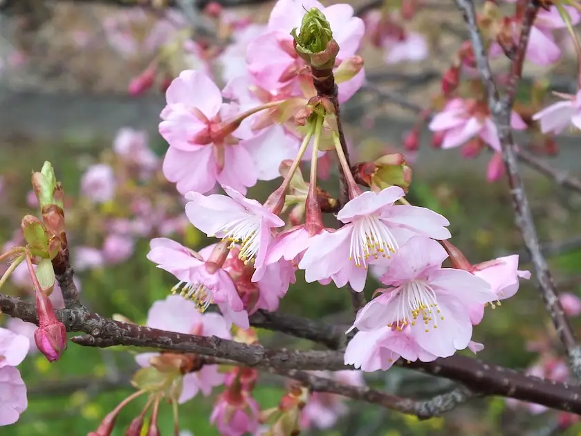 Atami Plum Garden