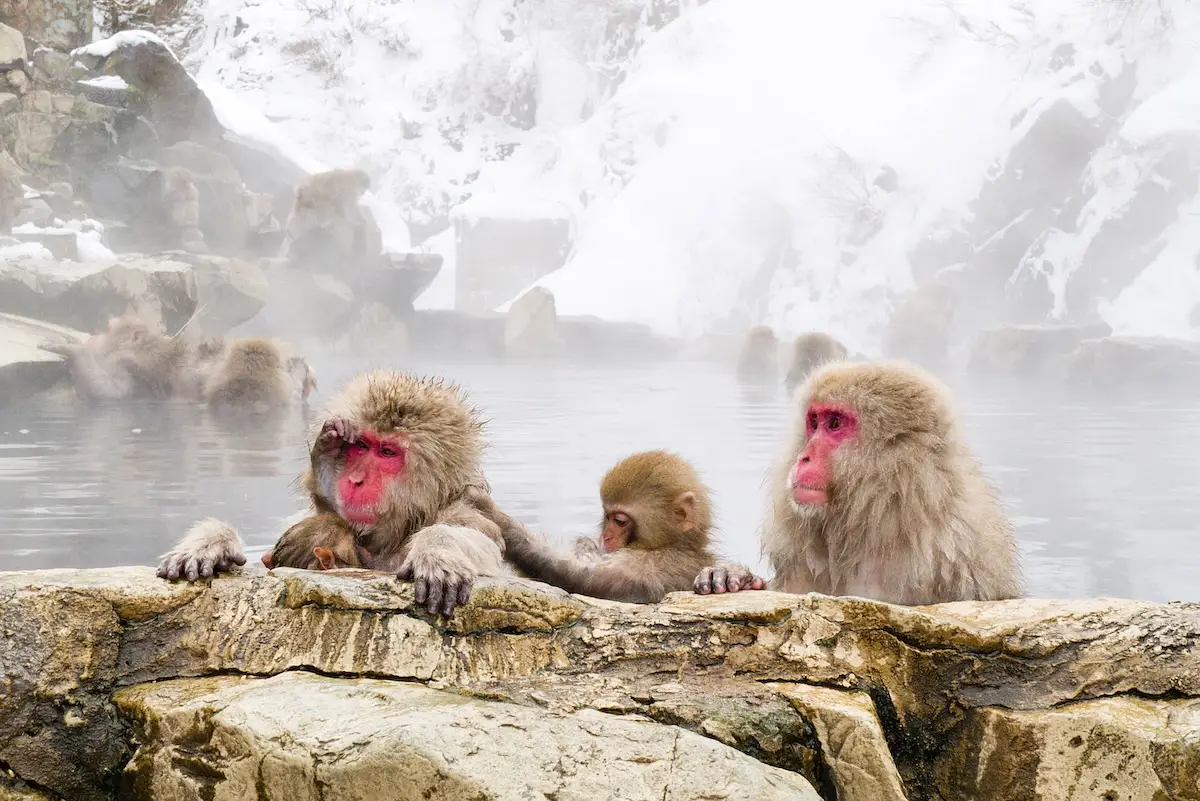 Jigokudani Monkey Park photo