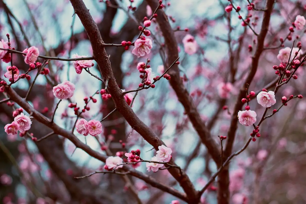 Mito Plum Blossom Festival