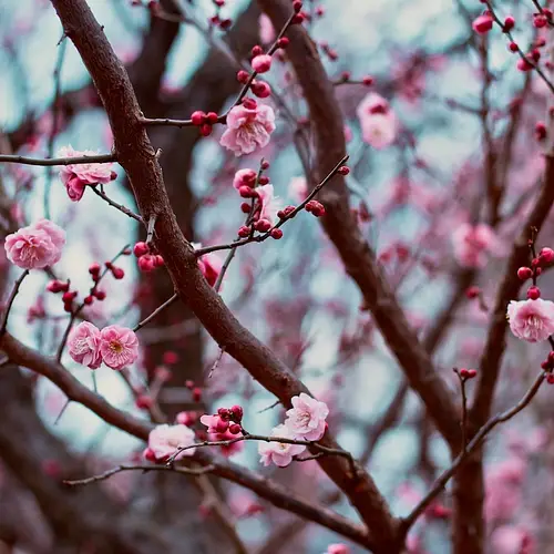 Mito Plum Blossom Festival photo