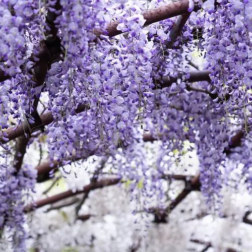 Spring Flowers Cherry Blossom Japan Flower Tunnel photo