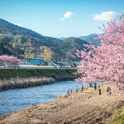 Kawazu-zakura photo