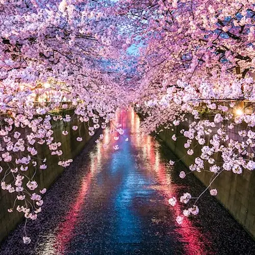 Nakameguro Cherry Blossom  photo