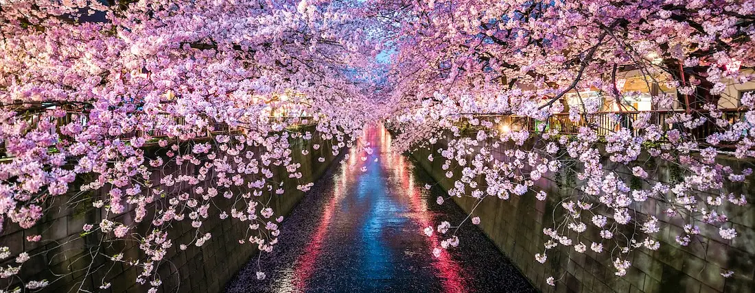 Nakameguro Cherry Blossom photo