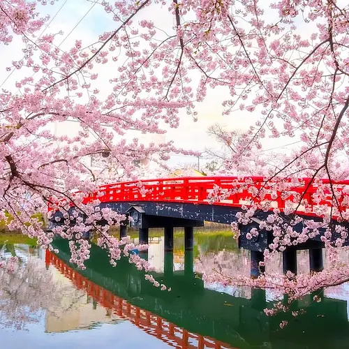 Hirosaki in Spring: Sakura, Shrines, and one of  Japan’s Best-Kept Secrets photo