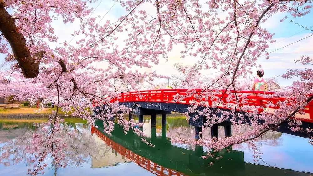 Hirosaki in Spring: Sakura, Shrines, and one of Japan’s Best-Kept Secrets photo