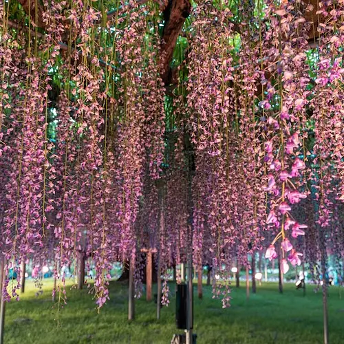 Ashikaga Flower Park Wisteria Festival photo