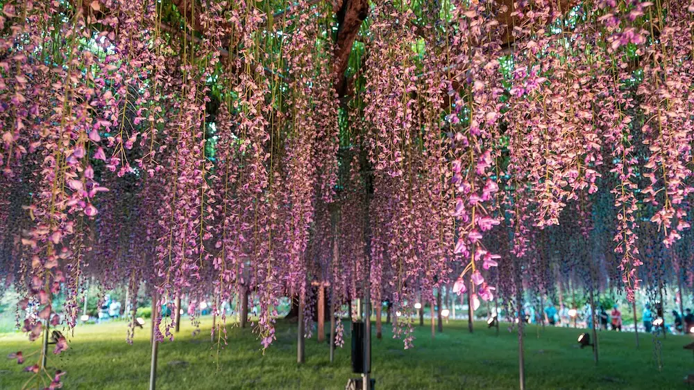 Ashikaga Flower Park Wisteria Festival photo