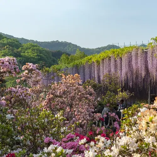 Ashikaga Flower Park Japan Cherry Blossom Festival photo