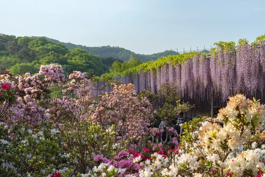 Ashikaga Flower Park Japan Cherry Blossom Festival photo