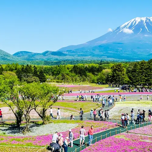 Fuji Shibazakura Festival  photo
