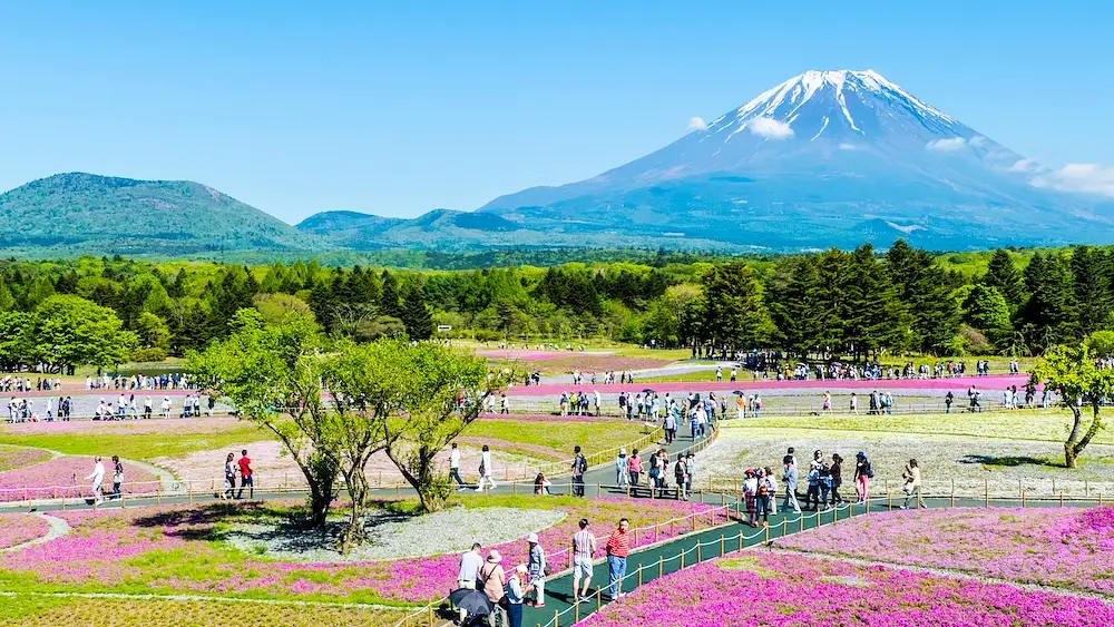 Fuji Shibazakura Festival photo