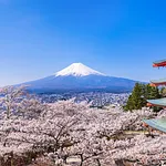 Staying in Japan During Cherry Blossom Season photo