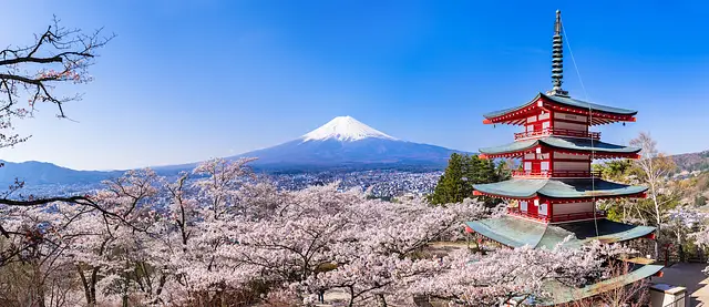 Staying in Japan During Cherry Blossom Season photo