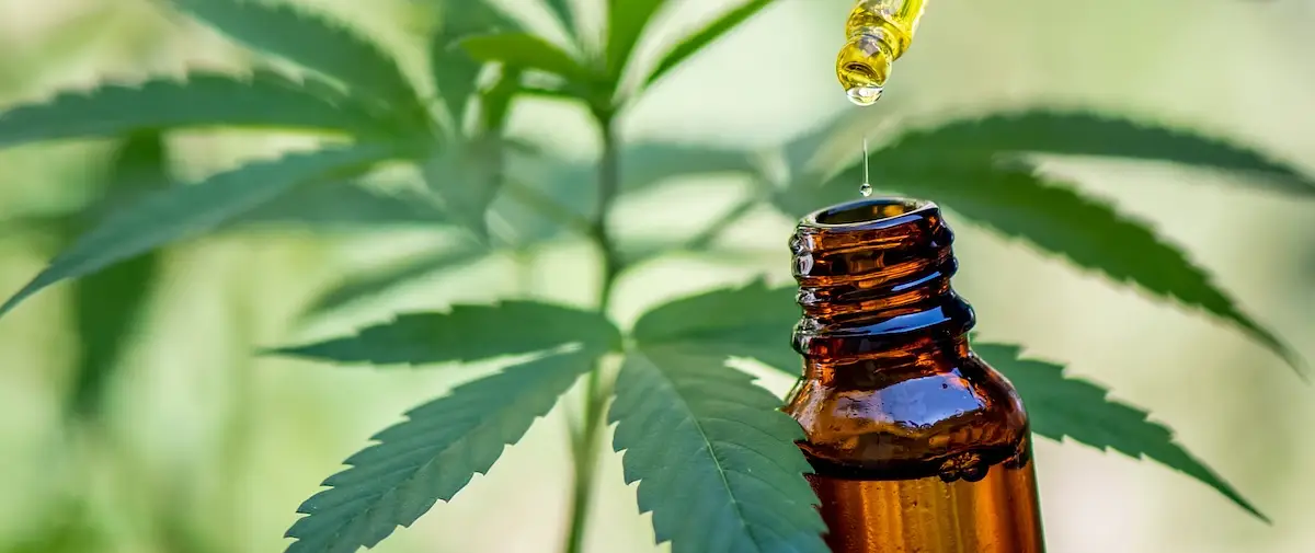 Is CBD Legal in Japan? photo