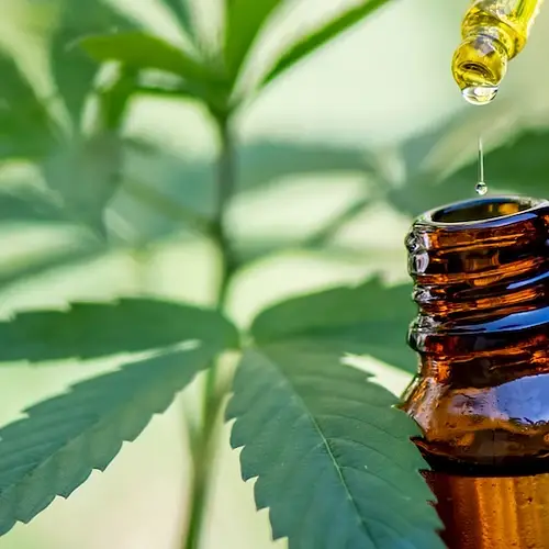 Is CBD Legal in Japan? photo