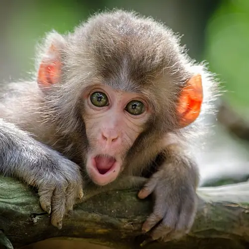 Punch the Monkey update photo