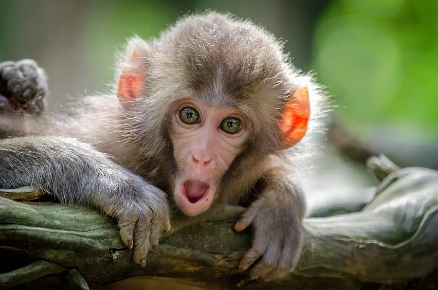 Punch the Monkey update photo