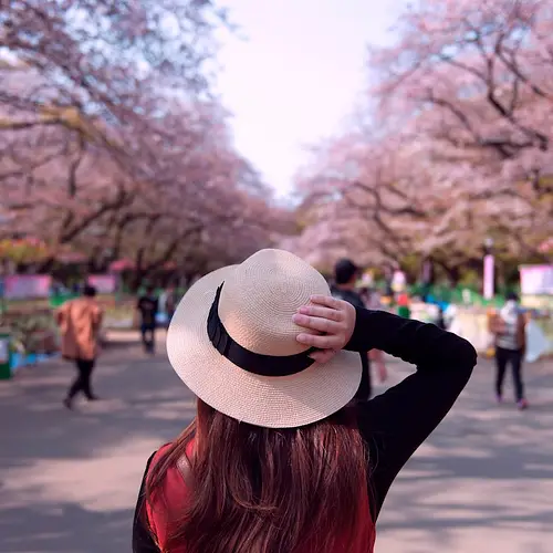 Ueno Park Cherry Blossom Festival  photo