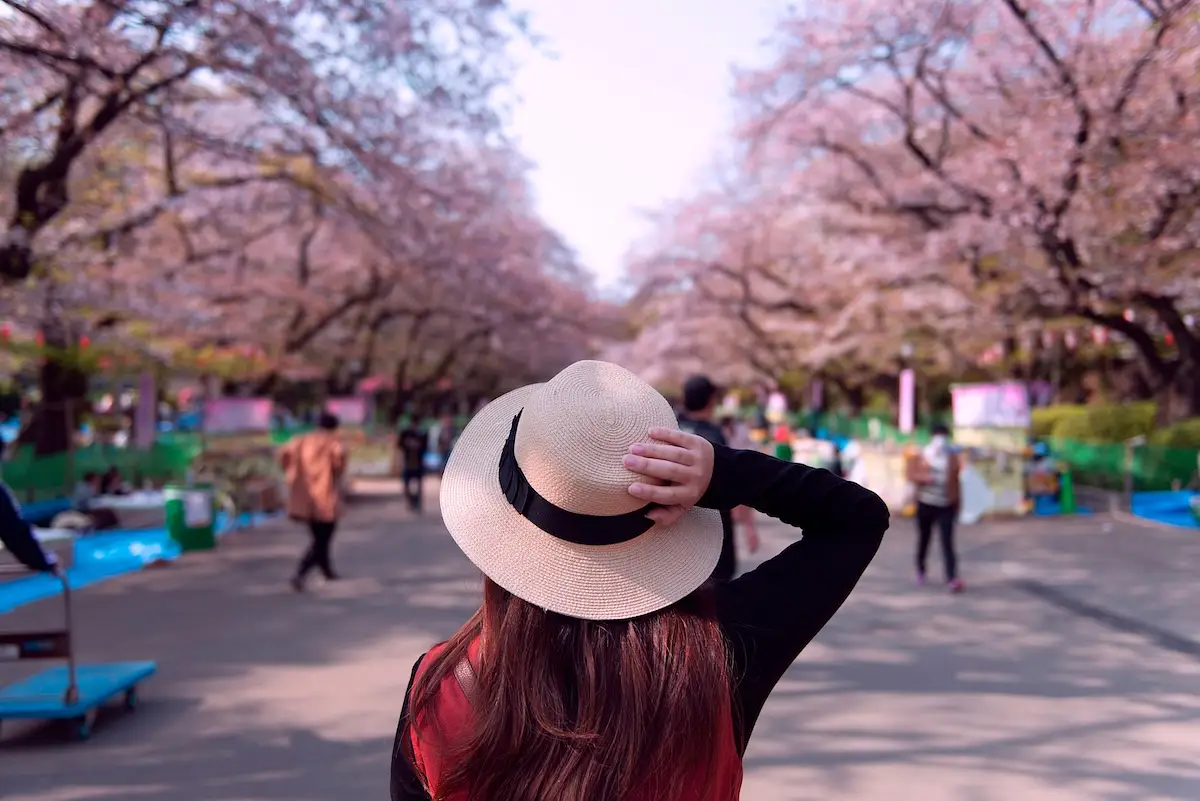 Ueno Park Cherry Blossom Festival  photo