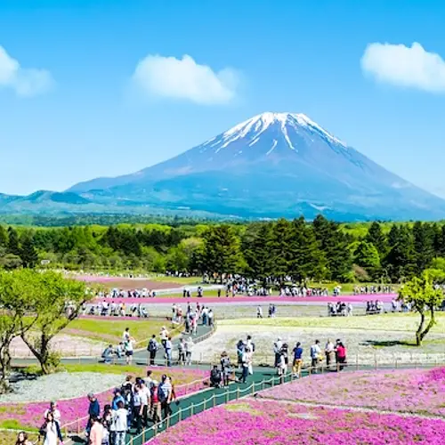 The Fuji Shibazakura Festival  photo