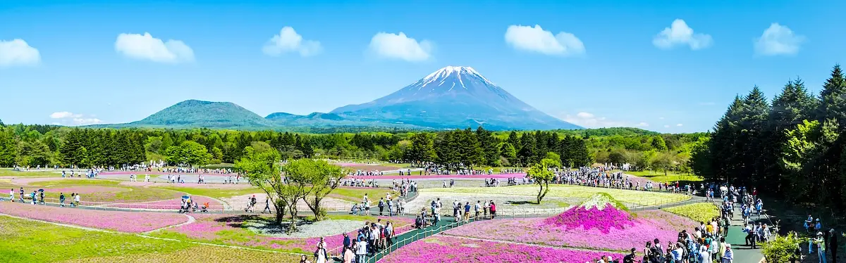 The Fuji Shibazakura Festival photo