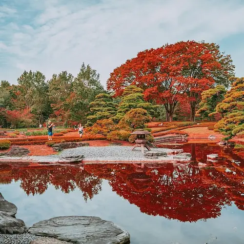 Trees in Japan: The Iconic Species, Their Culture, and Where to See Them photo