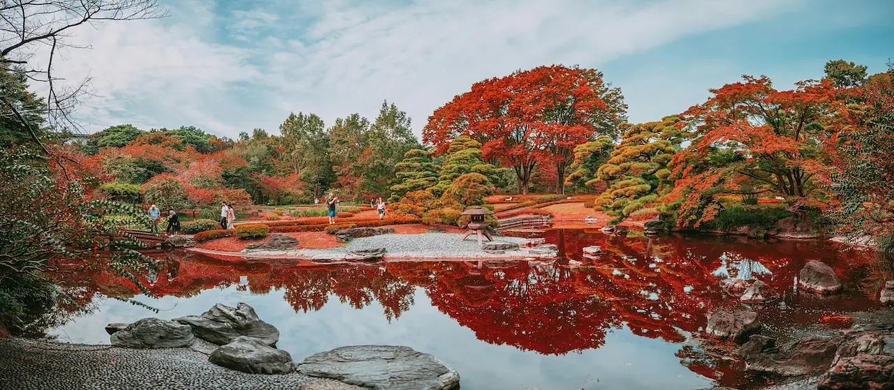 Trees in Japan: The Iconic Species, Their Culture, and Where to See Them photo