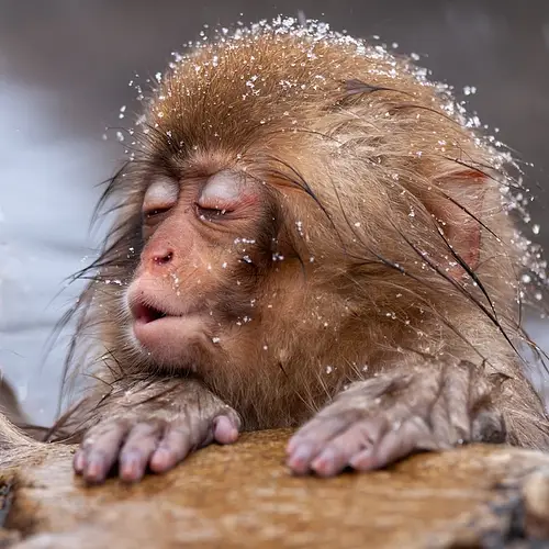 Wildlife in Japan: The Animals to See and Where to See Them photo