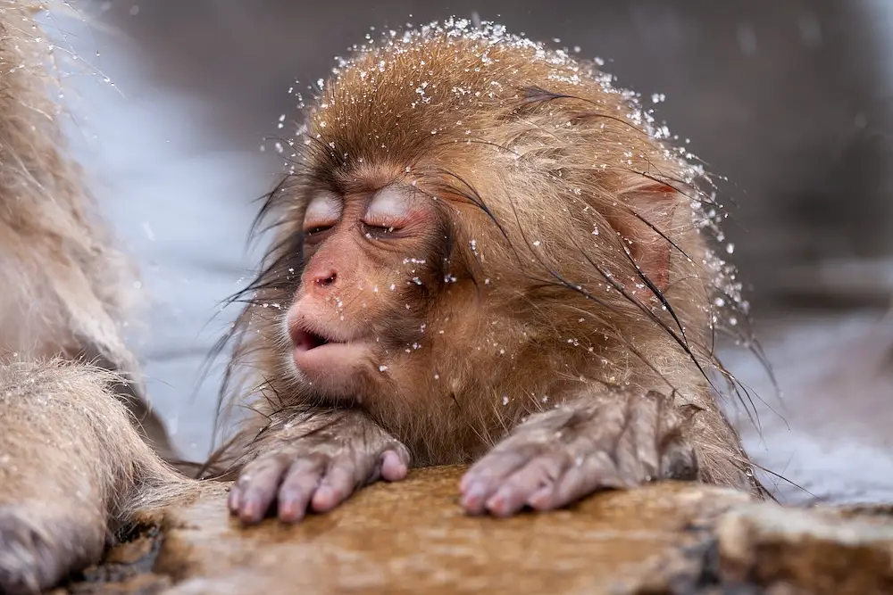 Wildlife in Japan: The Animals to See and Where to See Them photo