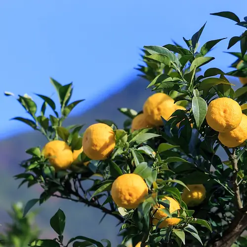 Japanese Citrus Fruits: A Traveler's Guide to Yuzu, Mikan, and Beyond  photo
