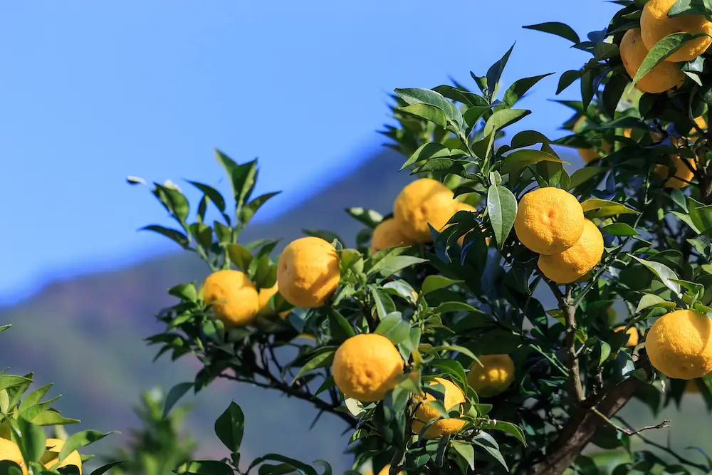 Japanese Citrus Fruits: A Traveler's Guide to Yuzu, Mikan, and Beyond photo