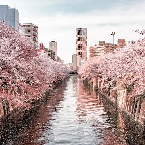 Spring Movies in Japan: Films That Capture Sakura Season photo