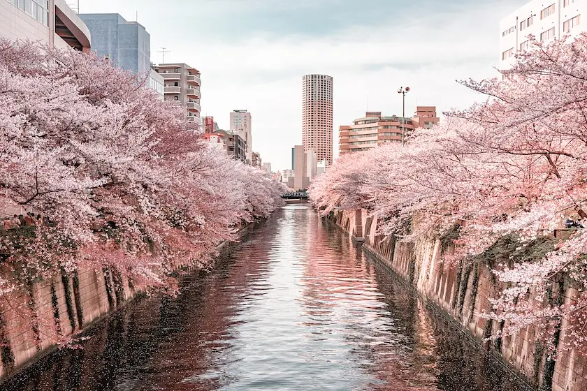 Spring Movies in Japan: Films That Capture Sakura Season photo