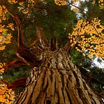gallery_images