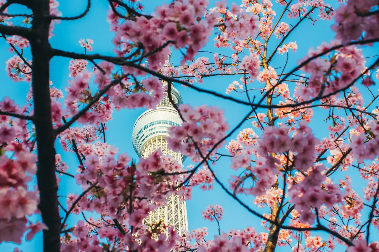 Sakura photo